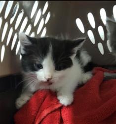 Shelter Stray Male Cat last seen ST PETERS, St. Peters, MO 63376