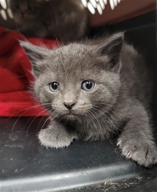 Shelter Stray Male Cat last seen ST PETERS, St. Peters, MO 63376