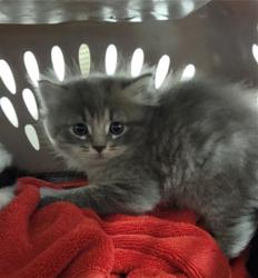 Shelter Stray Male Cat last seen ST PETERS, St. Peters, MO 63376