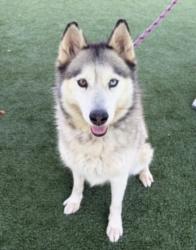 Shelter Stray Female Dog last seen , San Pedro, CA 90731