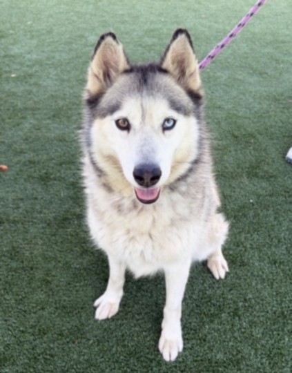 Shelter Stray Female Dog last seen , San Pedro, CA 90731