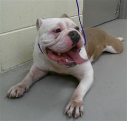 Shelter Stray Male Dog last seen MYRTLE L/W, Sanford, FL 32773