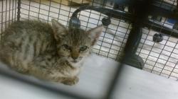 Shelter Stray Female Cat last seen Near BLOCK E 8 CT, Doral, FL 33122