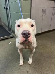Shelter Stray Female Dog last seen Near BLOCK GRIBBIN CT, Jacksonville, FL 32204
