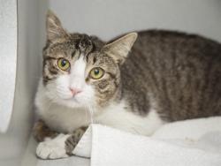 Shelter Stray Male Cat last seen Near BLOCK W GLENDALE, Phoenix, AZ 85008