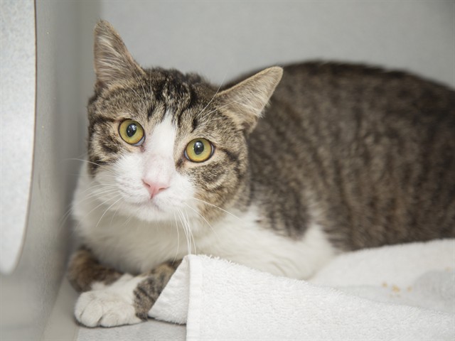 Shelter Stray Male Cat last seen Near BLOCK W GLENDALE, Phoenix, AZ 85008
