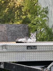 Lost Unknown Cat last seen Long Rifle Rd, Smyrna, TN 37167