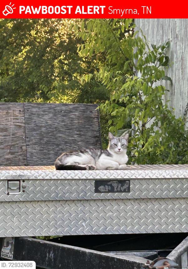 Lost Unknown Cat last seen Long Rifle Rd, Smyrna, TN 37167