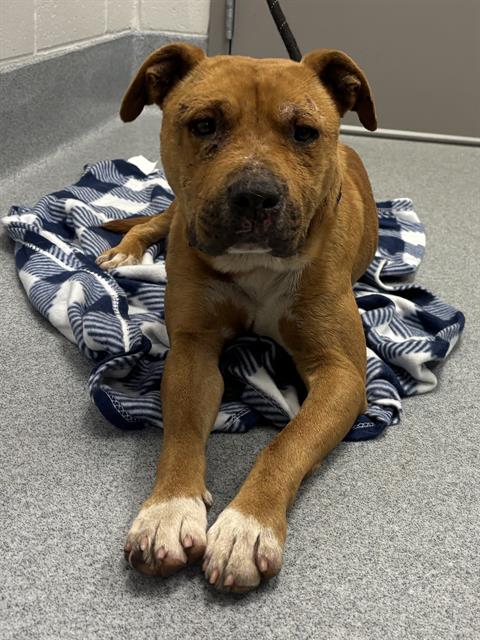 Shelter Stray Male Dog last seen Near , Indianapolis, IN 46221