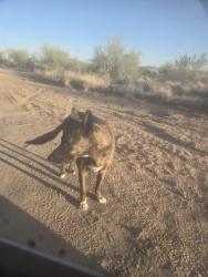 Found/Stray Male Dog last seen Sierrita  Mt  road , Three Points, AZ 85735
