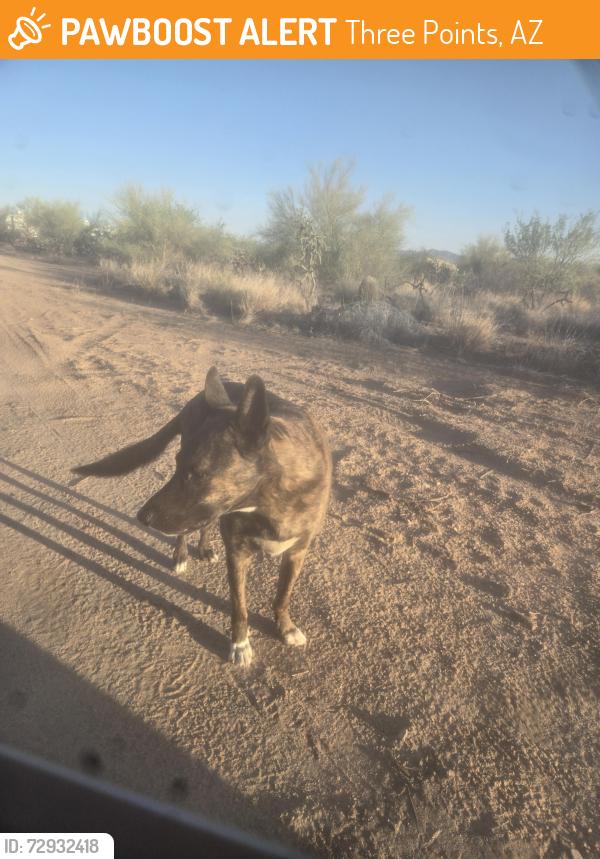 Found/Stray Male Dog last seen Sierrita  Mt  road , Three Points, AZ 85735