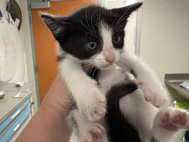 Shelter Stray Female Cat last seen , West Valley Animal Shelter, 20655 Plummer St, Chatsworth, CA 91311, USA