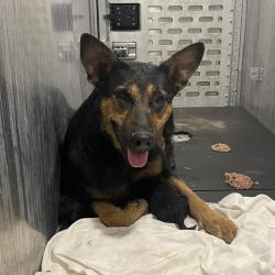 Shelter Stray Female Dog last seen Near BLOCK OF SCHMELTZER LANE, San Antonio, TX 78227
