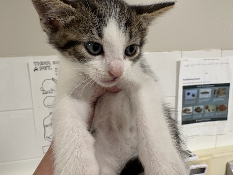 Shelter Stray Male Cat last seen , West Valley Animal Shelter, 20655 Plummer St, Chatsworth, CA 91311, USA