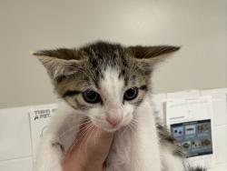 Shelter Stray Female Cat last seen , West Valley Animal Shelter, 20655 Plummer St, Chatsworth, CA 91311, USA