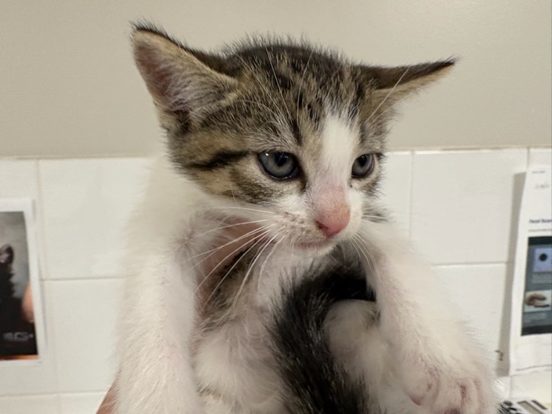 Shelter Stray Male Cat last seen , West Valley Animal Shelter, 20655 Plummer St, Chatsworth, CA 91311, USA