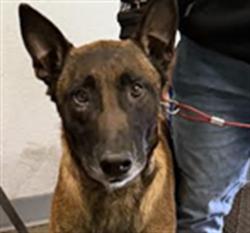 Shelter Stray Male Dog last seen , Los Angeles, CA 90047