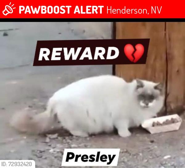 Lost Unknown Cat last seen Greenway rd, Henderson Nevada  89015, Henderson, NV 89015