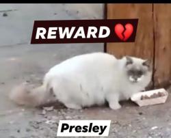 Lost Unknown Cat last seen Greenway rd, Henderson Nevada  89015, Henderson, NV 89015