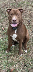 Lost Male Dog last seen Church next door, Brownsville, KY 42210