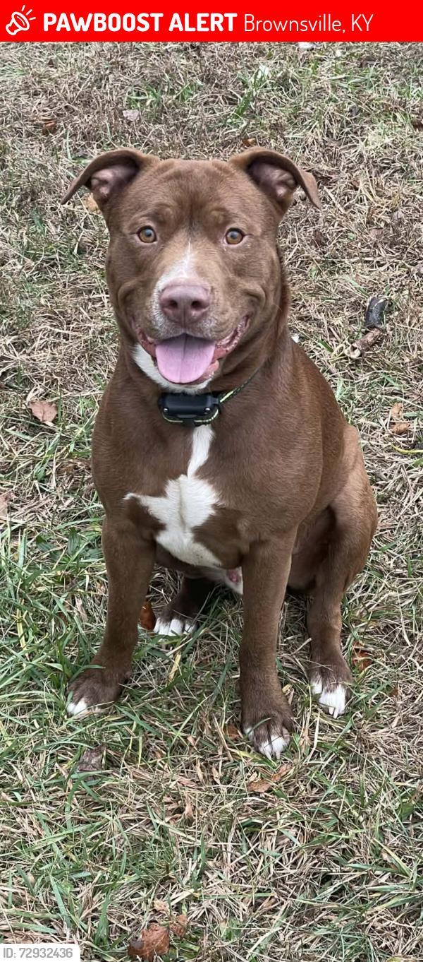 Lost Male Dog last seen Church next door, Brownsville, KY 42210