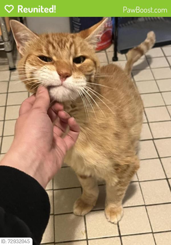 Reunited Male Cat last seen Partridge st & Woodlawn , Albany, NY 12206
