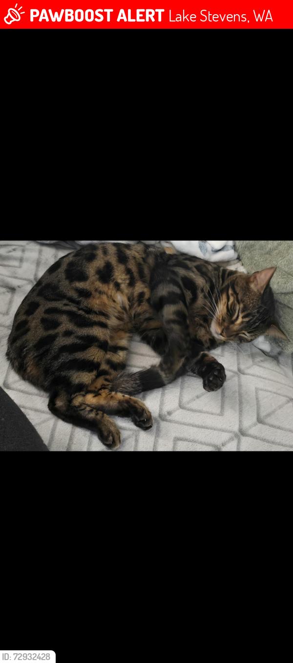 Lost Male Cat last seen Soper Hill Road, Lake Stevens, WA 98258, Lake Stevens, WA 98258