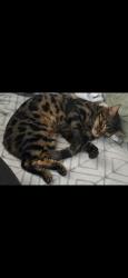 Lost Male Cat last seen Soper Hill Road, Lake Stevens, WA 98258, Lake Stevens, WA 98258