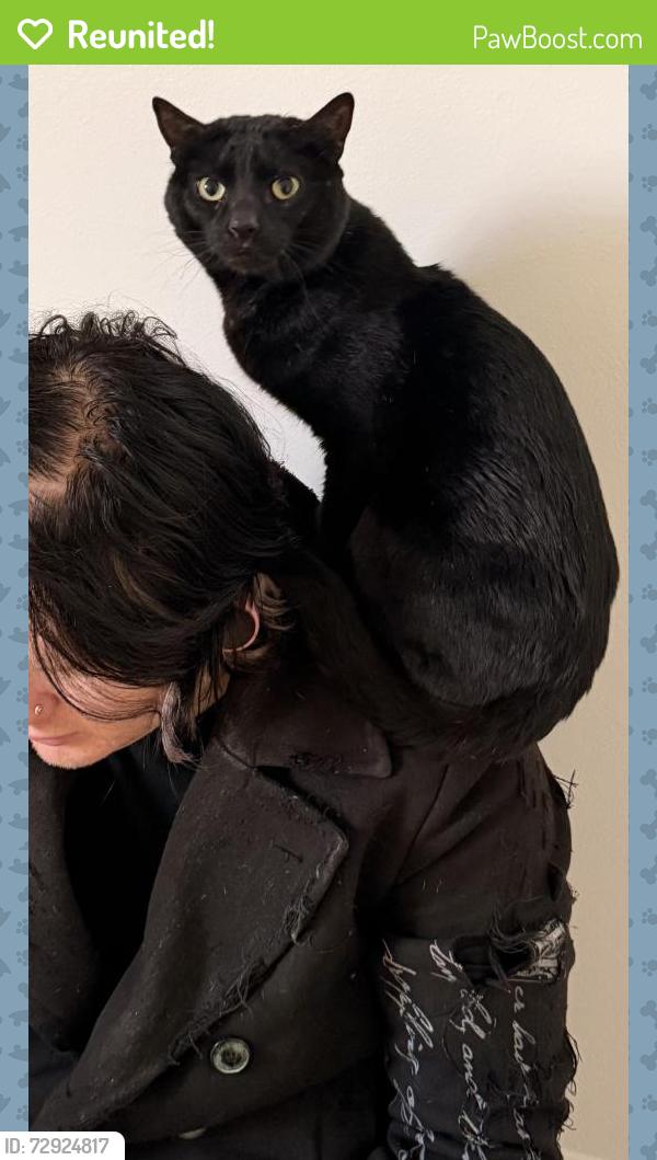 Reunited Male Cat last seen Princeton St Portland OR, Portland, OR 97203