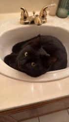 Reunited Male Cat last seen Durango and Twain, Desert Breeze Area, Las Vegas, NV 89147