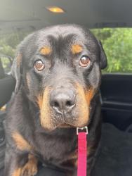 Reunited Female Dog last seen Oak Manor ests, St. Tammany Parish, LA 70460