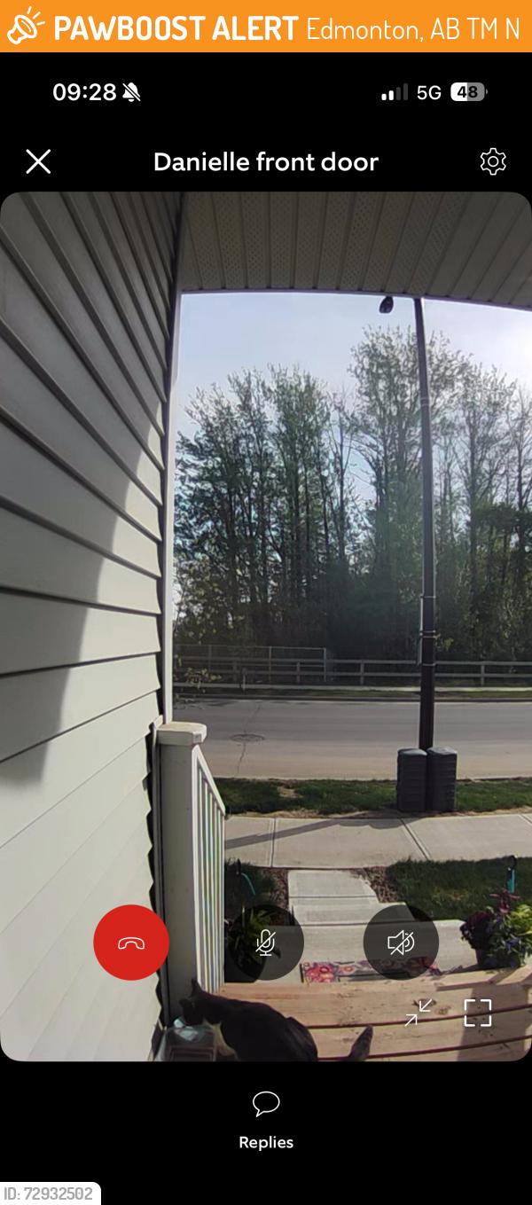 Found/Stray Unknown Cat last seen Edgemont Drive & Erlanger Link, Edmonton, AB T6M 2N6