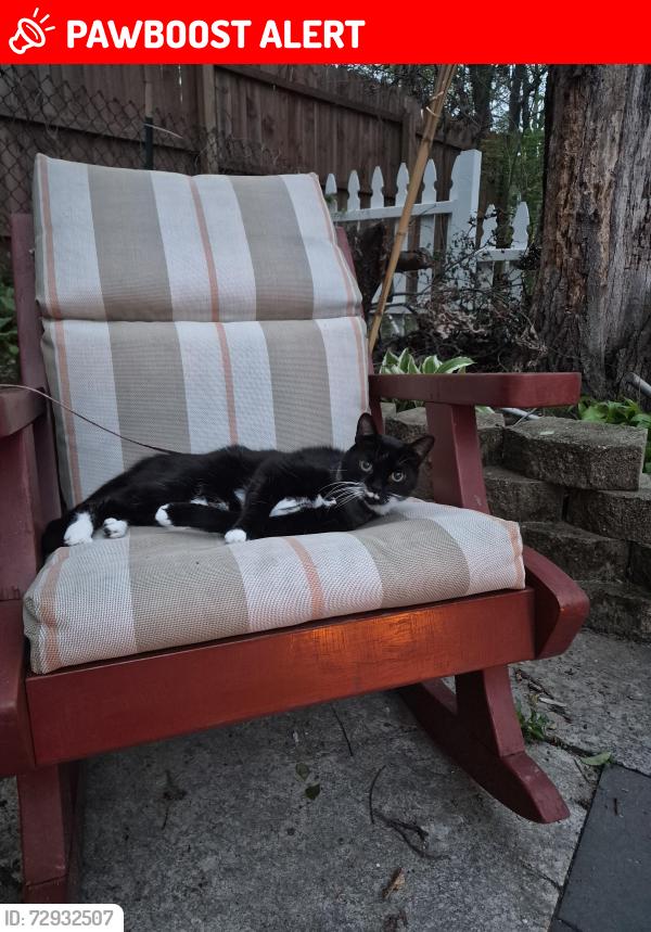 Lost Female Cat last seen Harvey lake rd... wardlow, Highland Township, MI 48356
