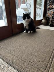 Lost Male Cat last seen Keenewa St. Okemos, Okemos, MI 48864