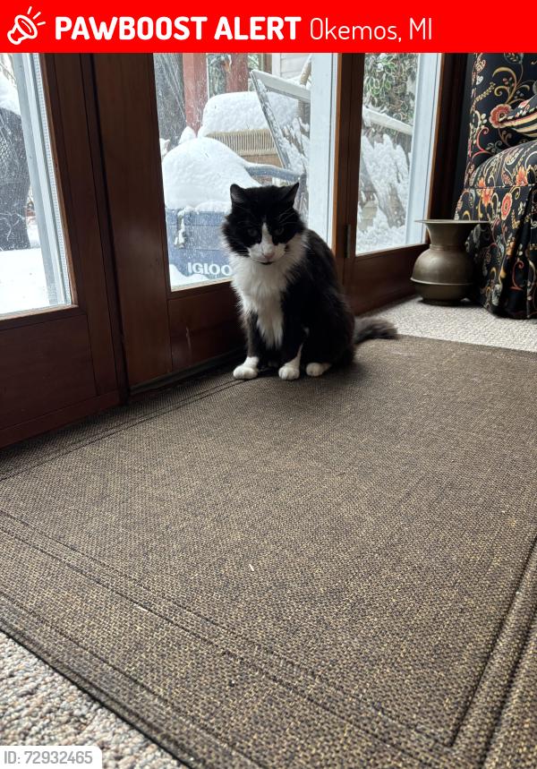 Lost Male Cat last seen Keenewa St. Okemos, Okemos, MI 48864