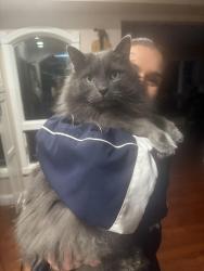 Lost Male Cat last seen Fort Salonga rd , Fort Salonga, NY 11768