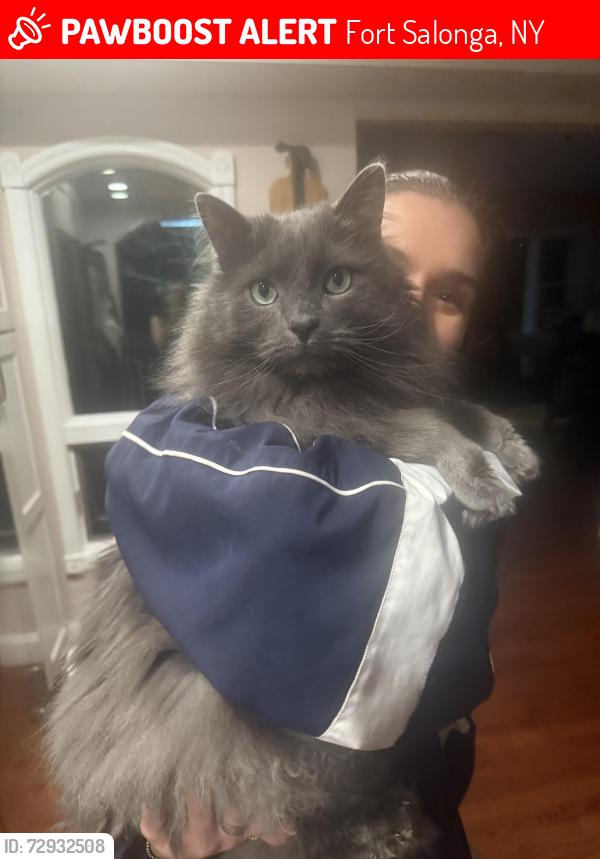 Lost Male Cat last seen Fort Salonga rd , Fort Salonga, NY 11768