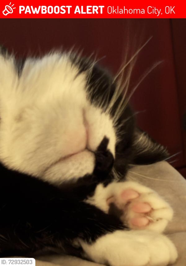 Lost Female Cat last seen EdgeWater Park Neighborhood , Oklahoma City, OK 73132