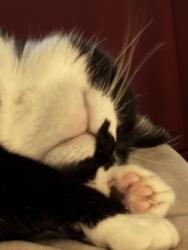 Lost Female Cat last seen EdgeWater Park Neighborhood , Oklahoma City, OK 73132