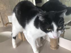 Reunited Female Cat last seen Riviera Drive East, Massapequa, NY 11758