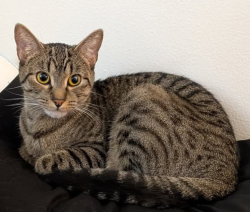 Reunited Female Cat last seen Near South 400 East , Salt Lake City, UT 84111