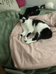 Lost Female Cat last seen Ridgeway- Near apmt complex: in the Bush, Stamford, CT 06905