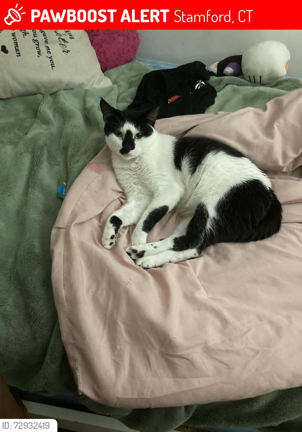 Lost Female Cat last seen Ridgeway- Near apmt complex: in the Bush, Stamford, CT 06905