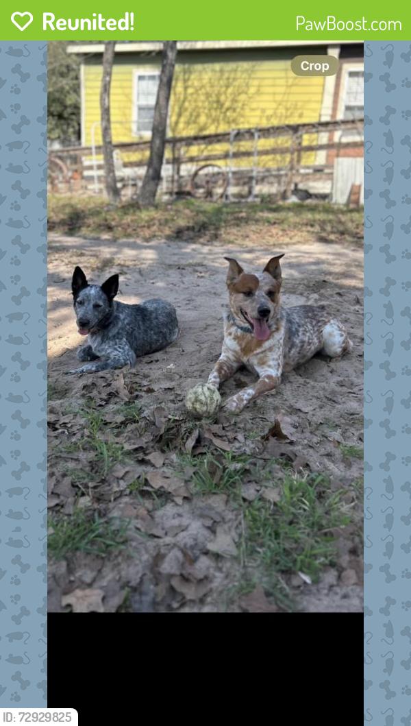 Reunited Male Dog last seen Near US-281, San Antonio, TX 78264, USA, San Antonio, TX 78264