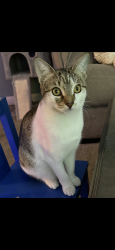 Reunited Female Cat last seen Near steel road , Drexel Hill, PA 19026