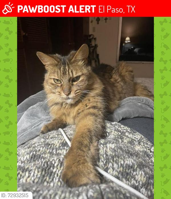 Lost Male Cat last seen Edgemere- Robotics High School, El Paso, TX 79938