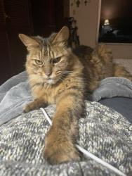 Lost Male Cat last seen Edgemere- Robotics High School, El Paso, TX 79938