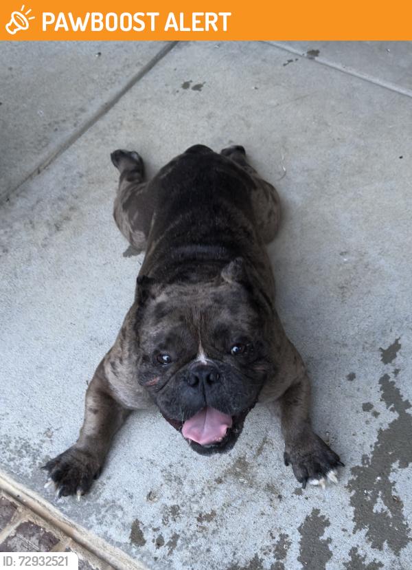 Surrendered Male Dog last seen Neptune Road, Cheatham County, TN 37015