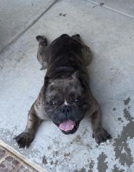 Found/Stray Male Dog last seen Neptune Road, Cheatham County, TN 37015