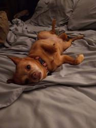 Reunited Female Dog last seen Tulip ave , Forest Park drive, District Heights, MD 20747